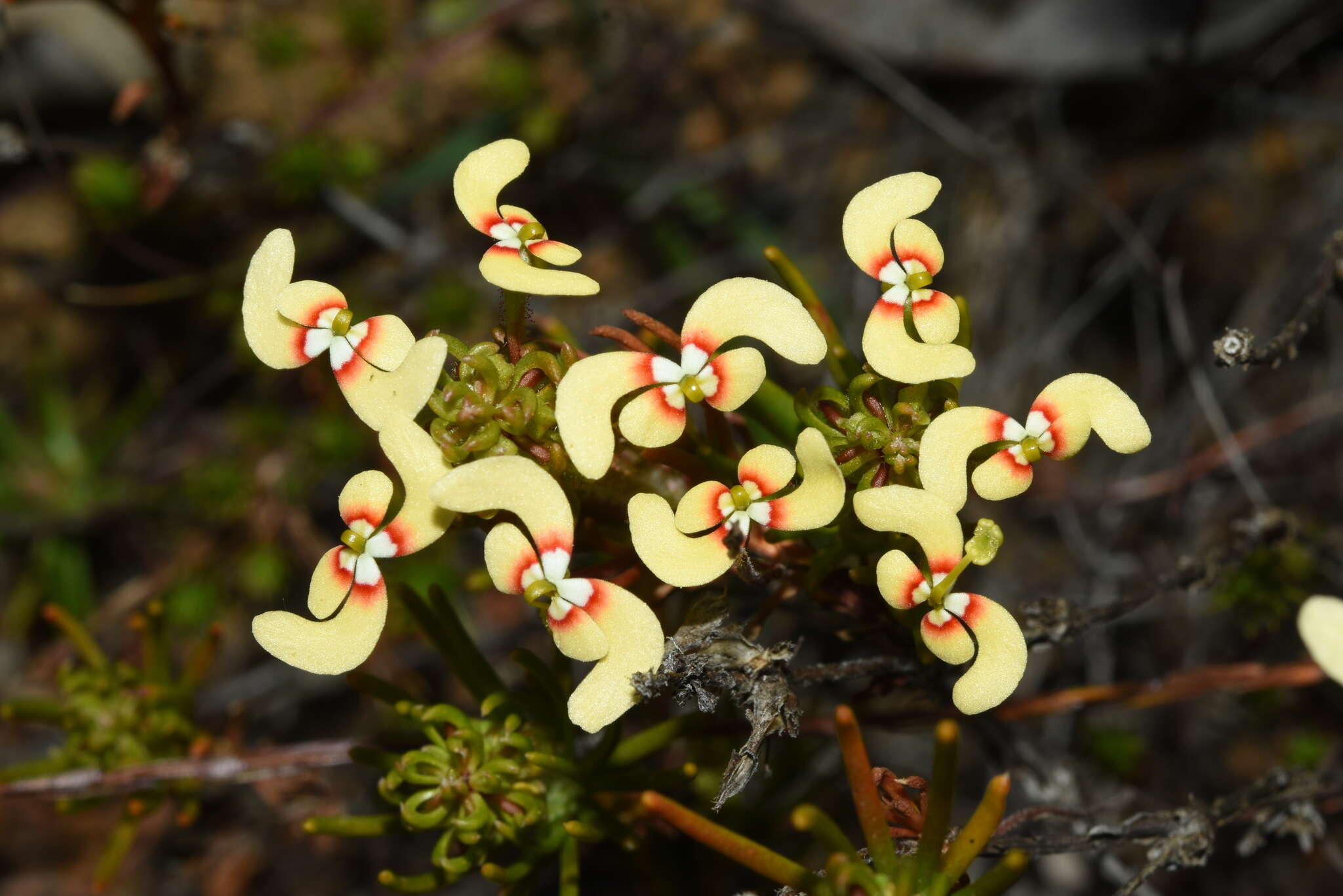 Image de Stylidium breviscapum R. Br.