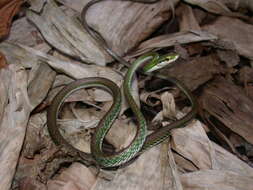 Image of Oliver's Parrot Snake