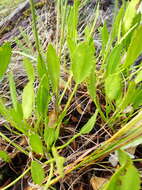 Image of Villarsia capensis (Houtt.) Merr.
