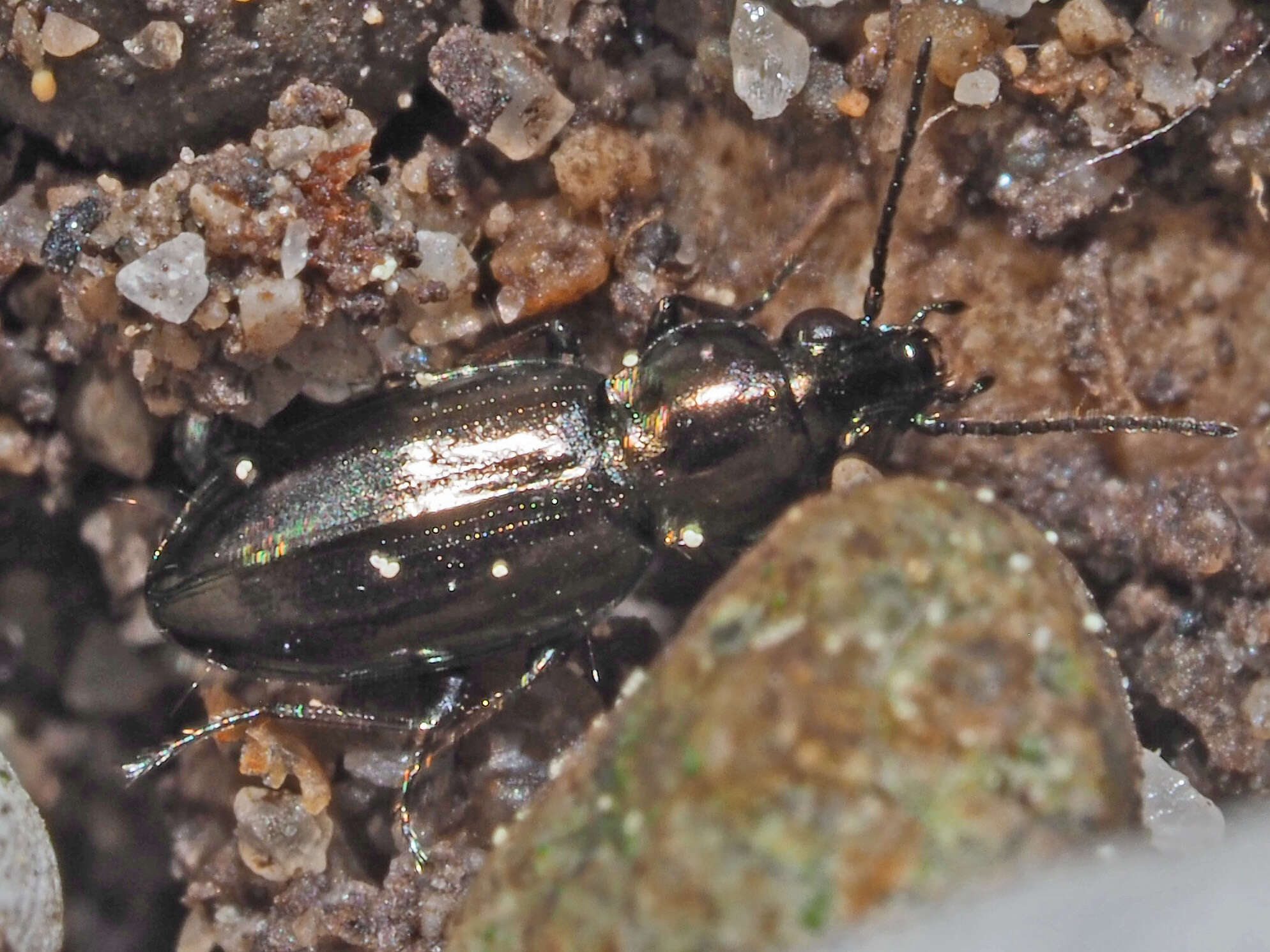 Plancia ëd Bembidion (Chlorodium) pygmaeum (Fabricius 1792)