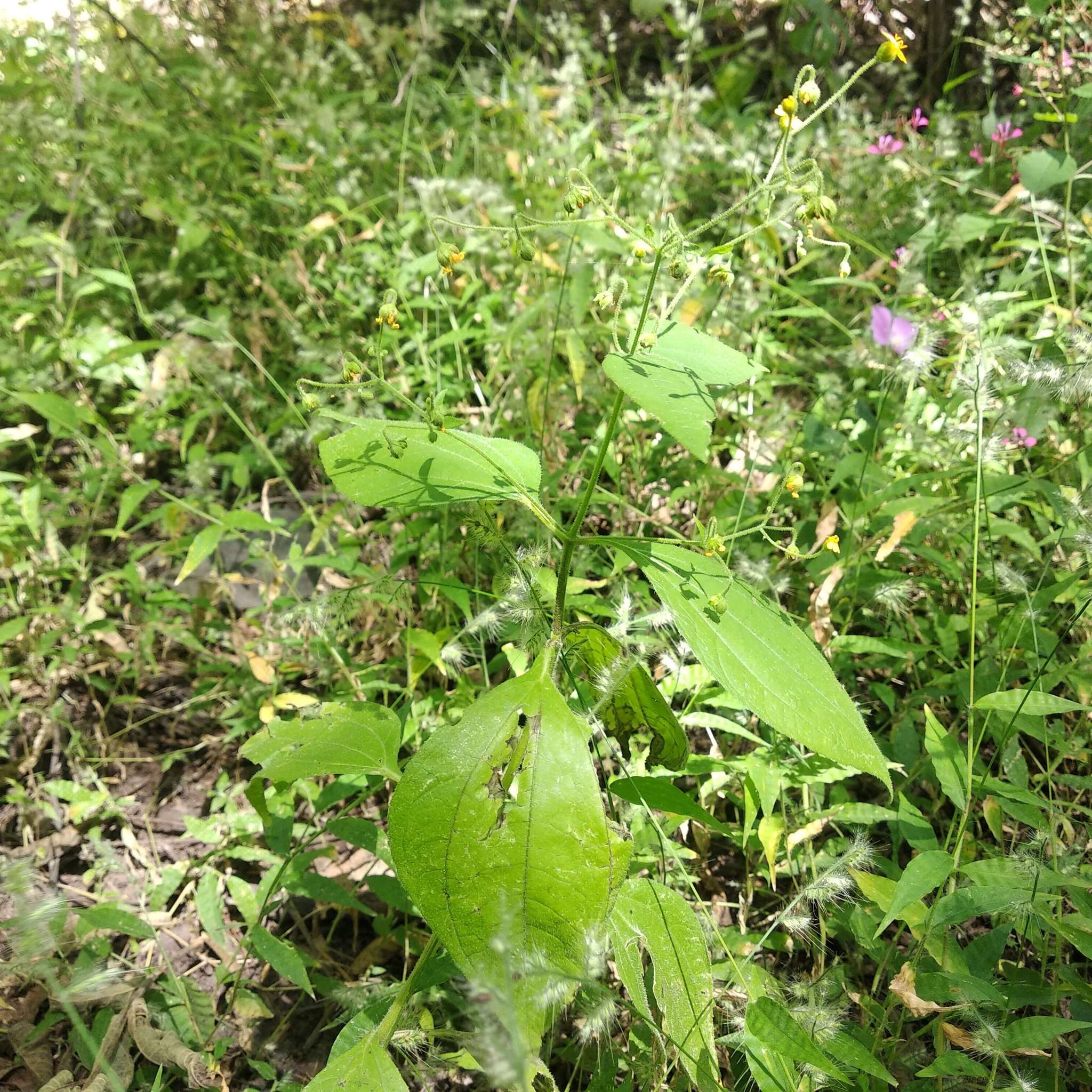 Image of Trigonospermum annuum Mc Vaugh & Laskowski