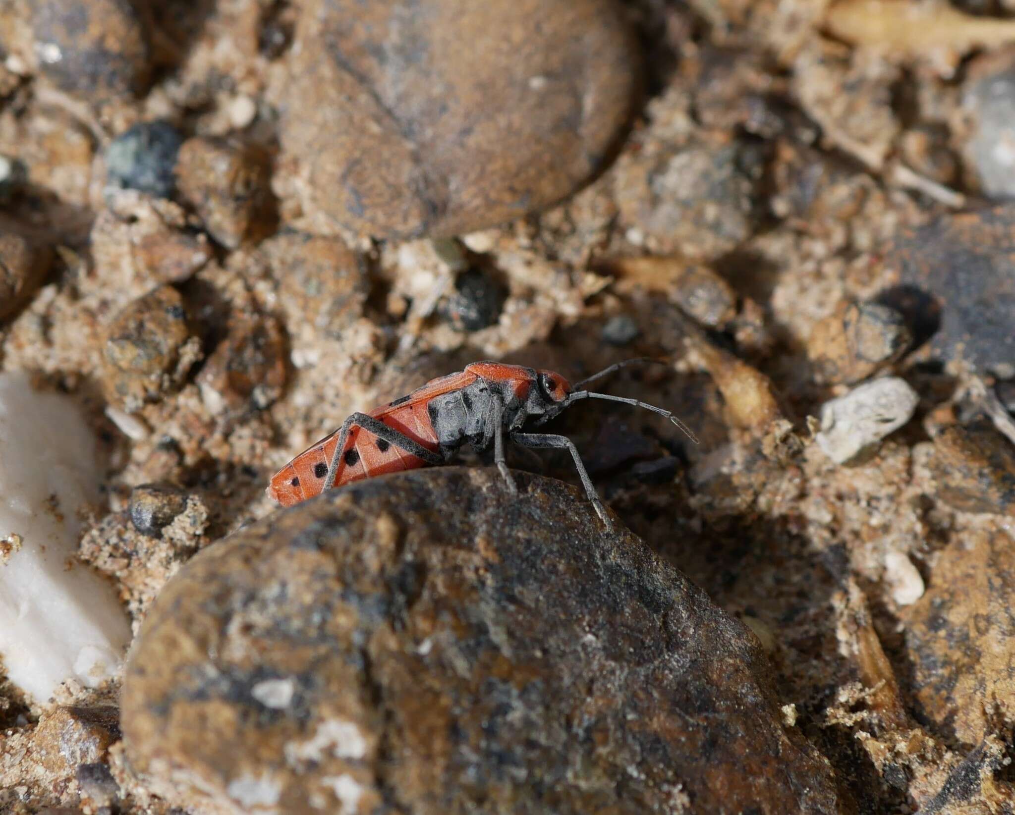 Image of Spilostethus longulus (Dallas & W. S. 1852)