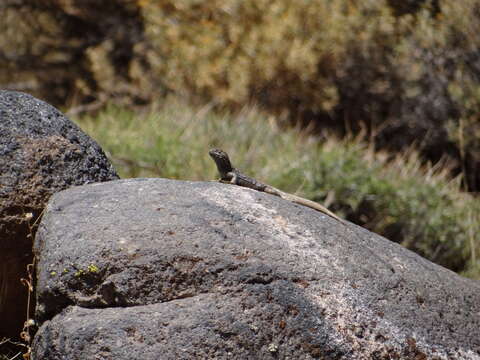 Image of Buerger's Tree Iguana