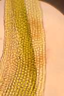 Image of Macrocoma tenuis Vitt 1973