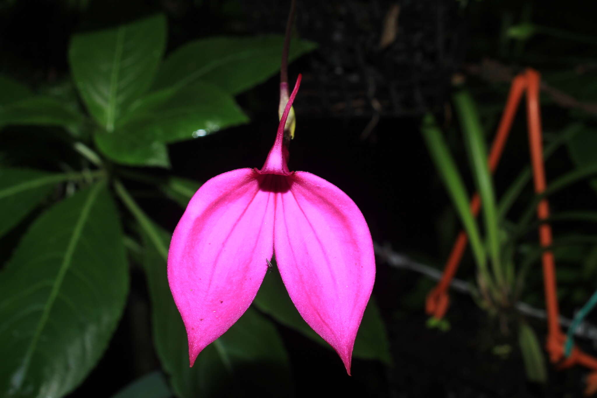 Image de Masdevallia coccinea Linden ex Lindl.