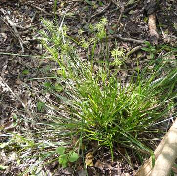 Image of Southern Flat Sedge