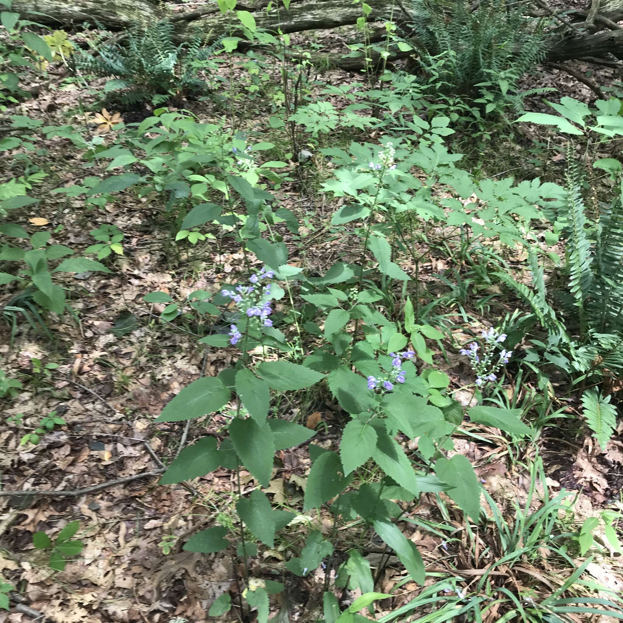 Image of hoary skullcap