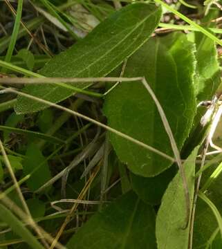 Image of blackeyed Susan