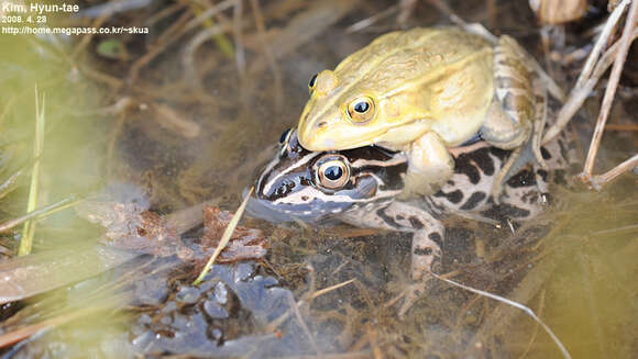 Plancia ëd Pelophylax nigromaculatus (Hallowell 1861)