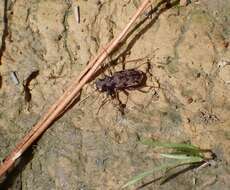 Image of Neocicindela parryi (White 1846)