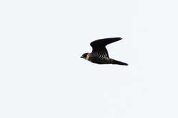 Image of Orange-breasted Falcon