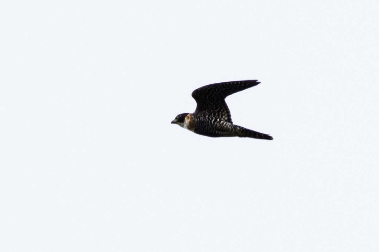 Image of Orange-breasted Falcon