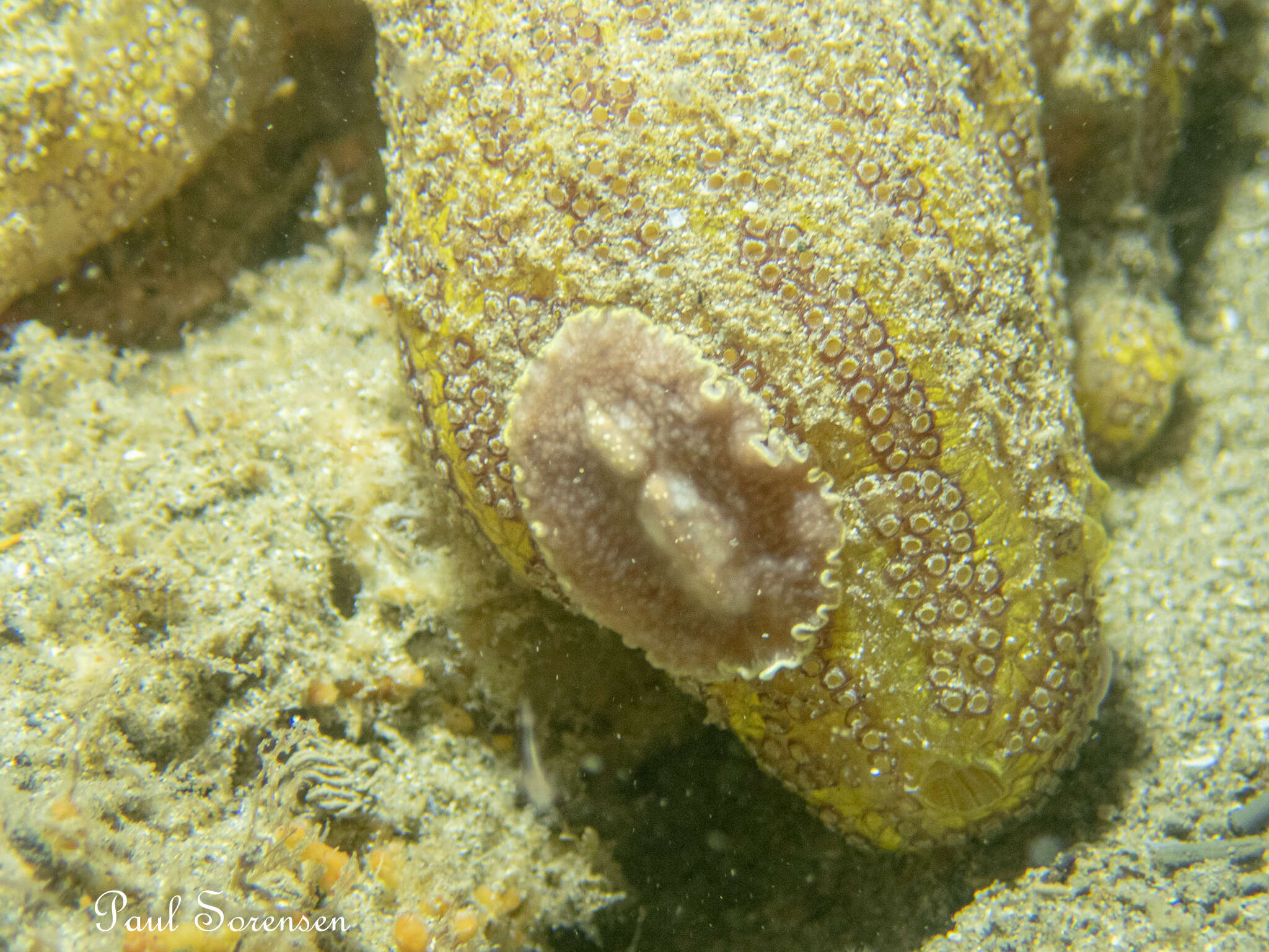 Image de Cycloporus australis Prudhoe 1982