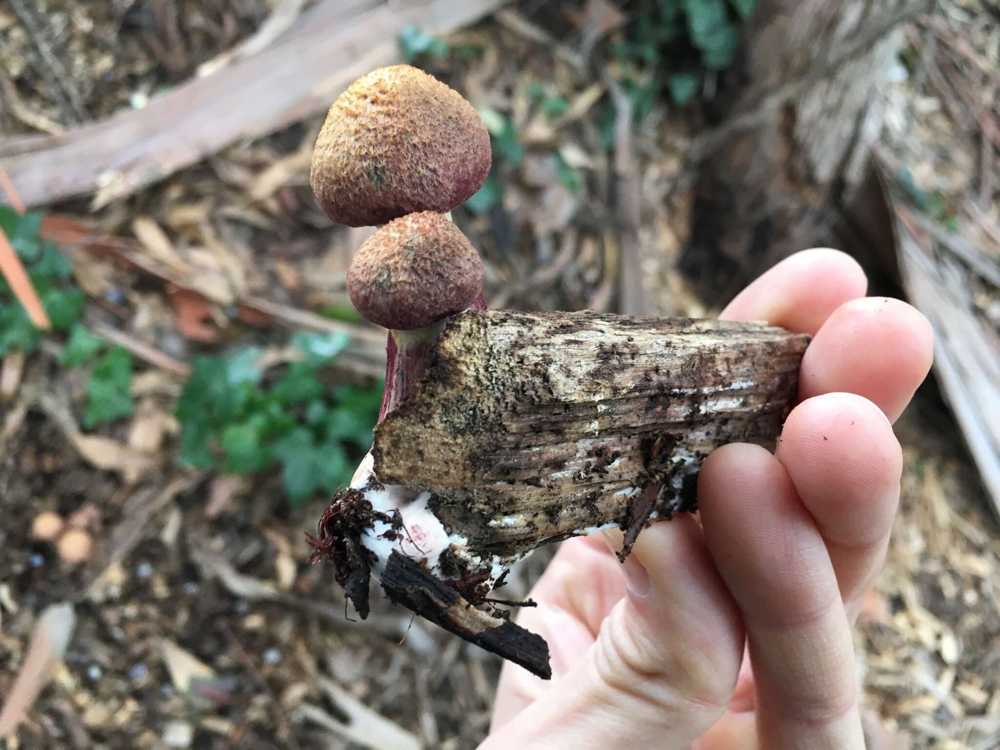 Imagem de Gymnopilus luteofolius (Peck) Singer 1951