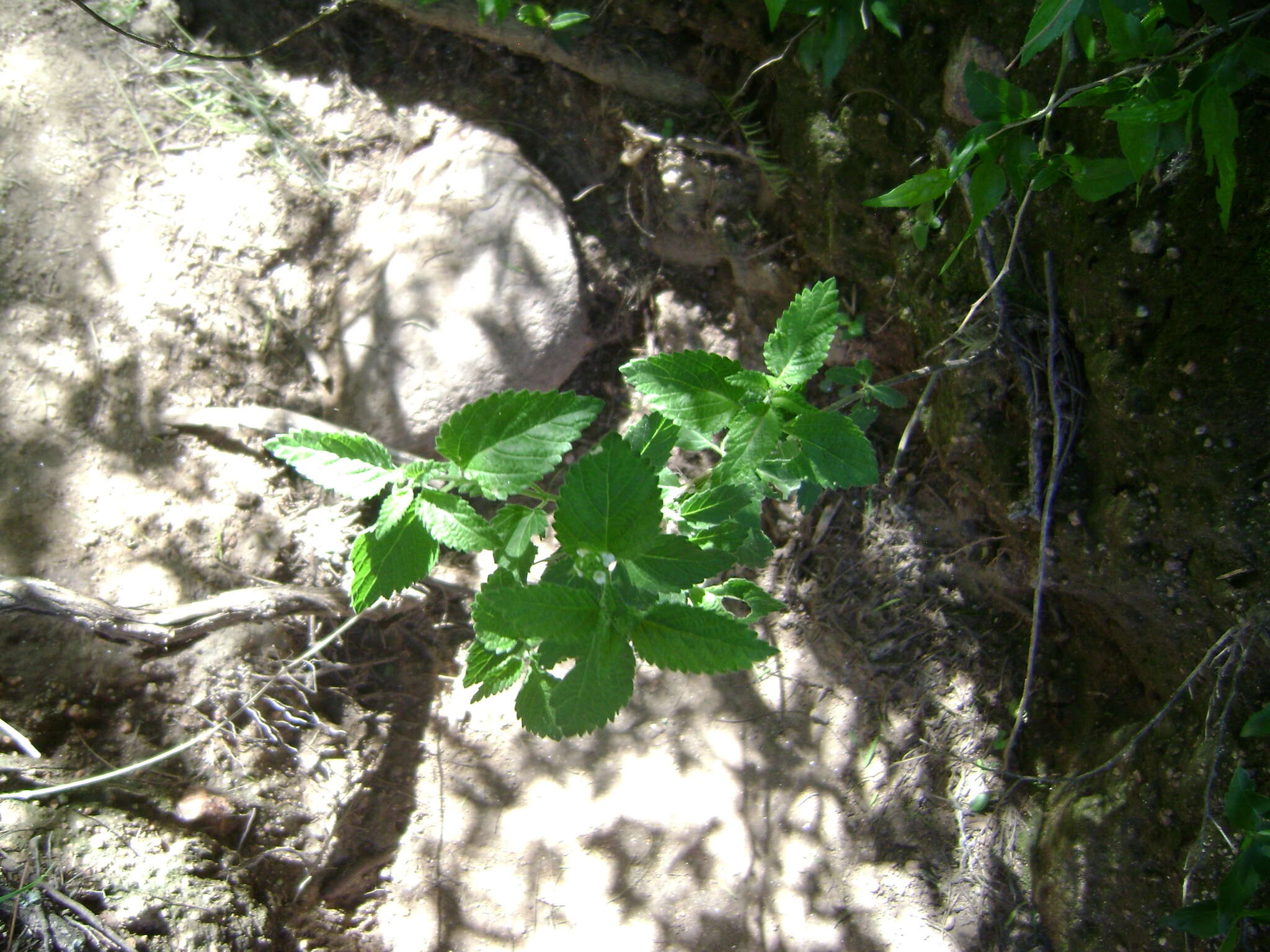 Plancia ëd Lantana grisebachii Stuck. ex Seckt