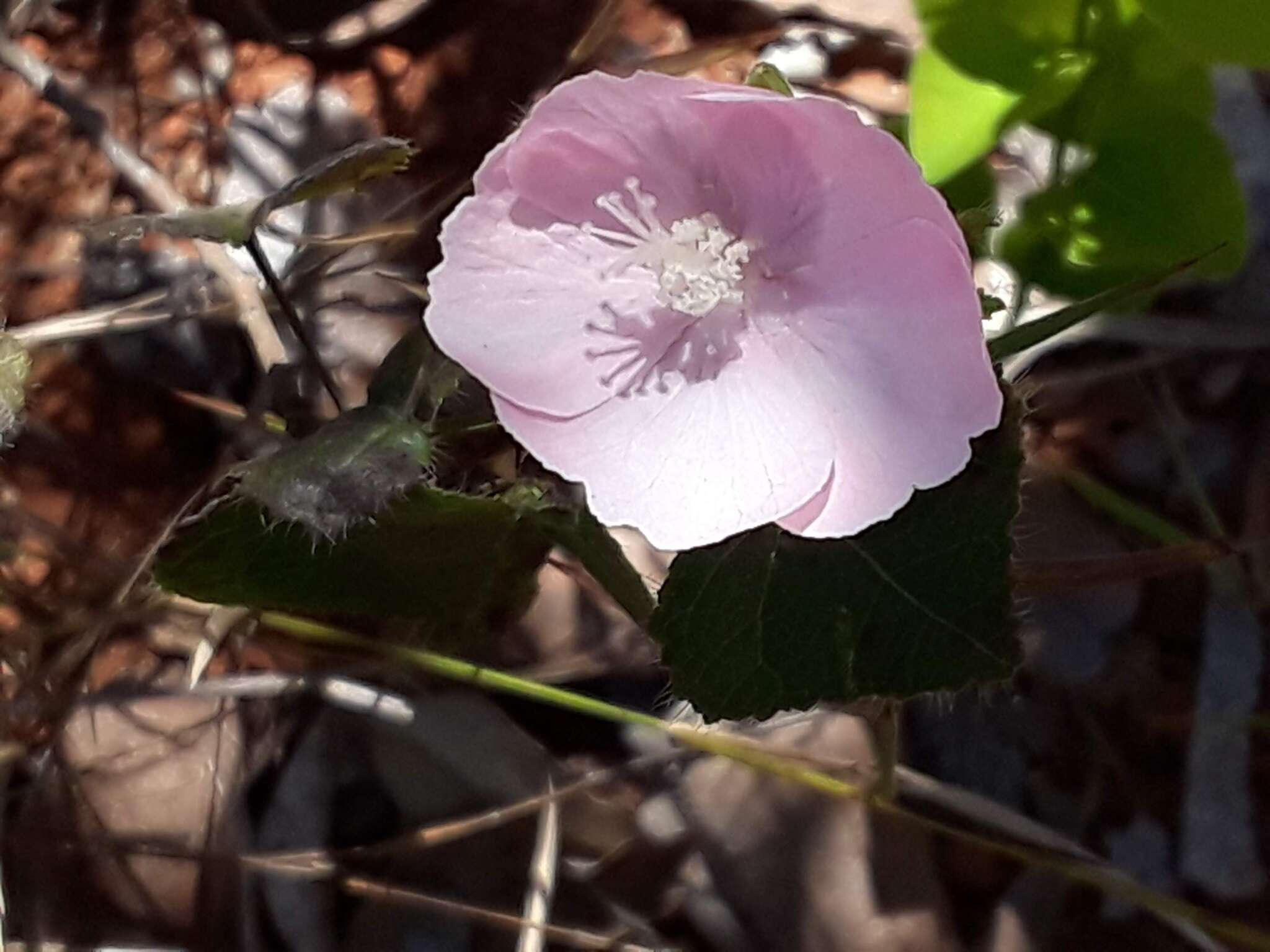 Image of Pavonia rosa-campestris A. St.-Hil.