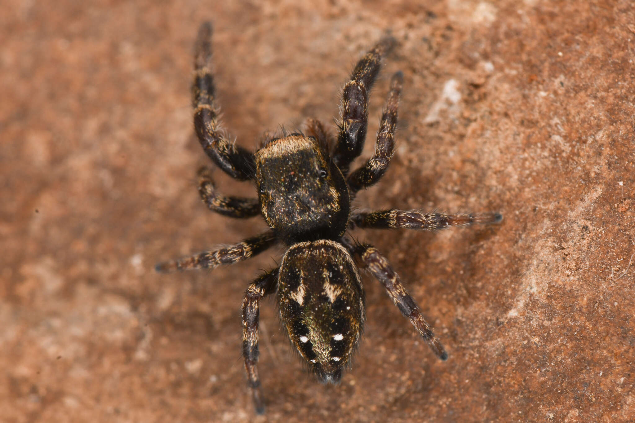 Image of Dendryphantes nigromaculatus (Keyserling 1885)