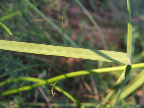 Image of Broad-leaved Chives