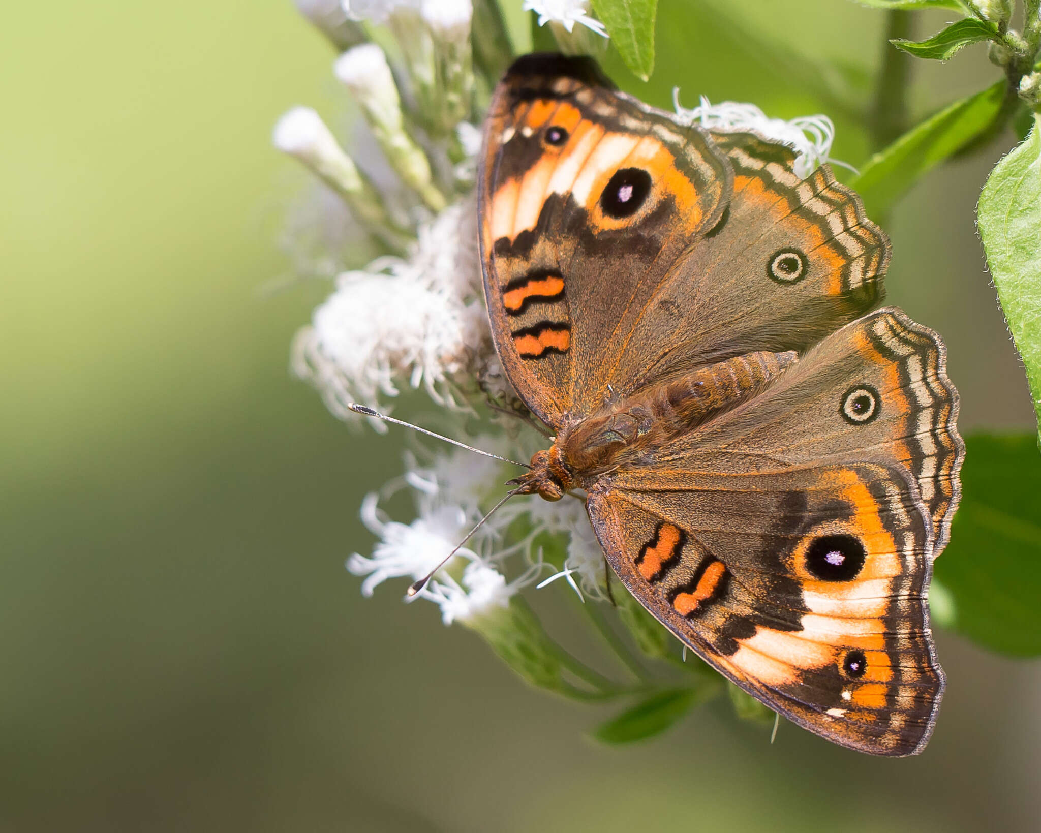 Sivun <i>Junonia zonalis</i> kuva