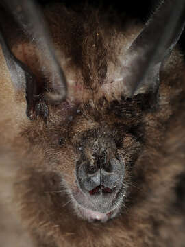 Image of Batess slit-faced bat