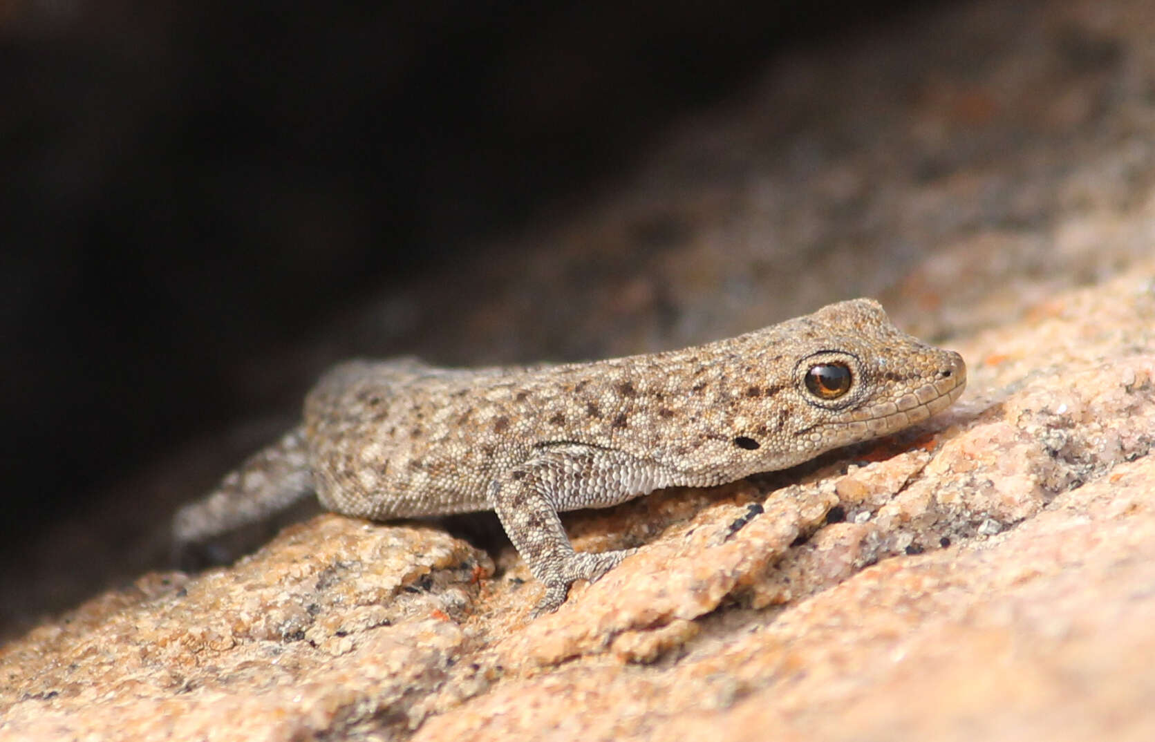 Image of Namaqua Day Gecko