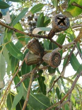 Sivun Eucalyptus gomphocephala A. Cunn. ex DC. kuva