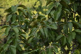 Image de Artocarpus hirsutus Lam.