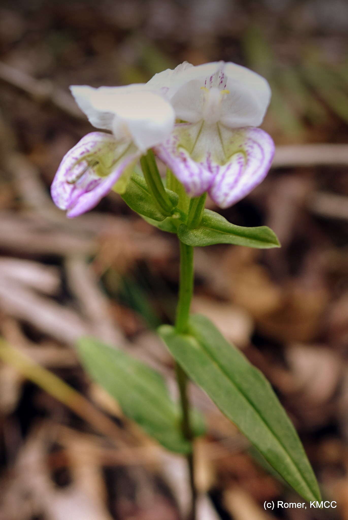 Image of Disperis hildebrandtii Rchb. fil.