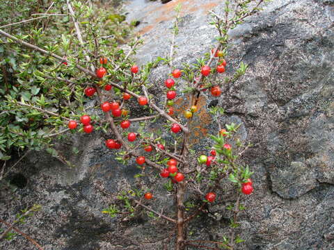 Image of Coprosma cheesemanii W. R. B. Oliv.