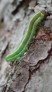 Image of European Spruce Sawfly