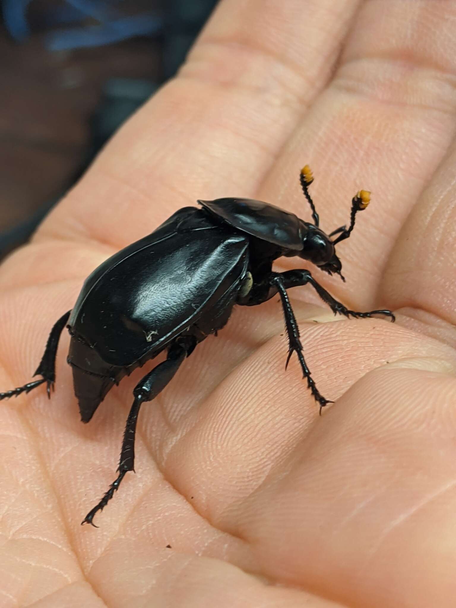 Image of Nicrophorus (Nicrophorus) concolor (Kraatz 1877)