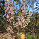 Image of Eriosema defoliatum Benth.