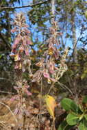 Image of Eriosema defoliatum Benth.