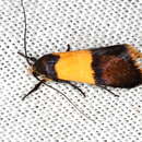 صورة Hemibela pyrochrysa (Meyrick 1889)