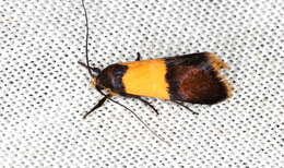 Image of Hemibela pyrochrysa (Meyrick 1889)