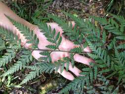 Image of iron fern