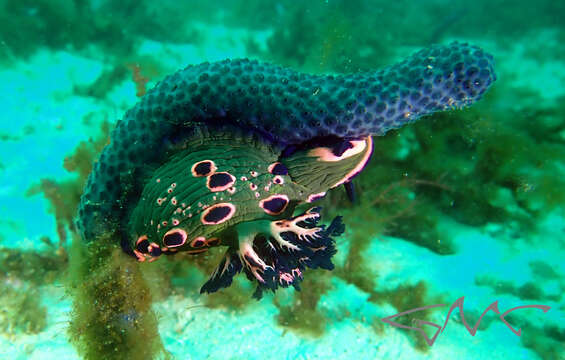 Image of Nembrotha rosannulata Pola, Cervera & Gosliner 2008