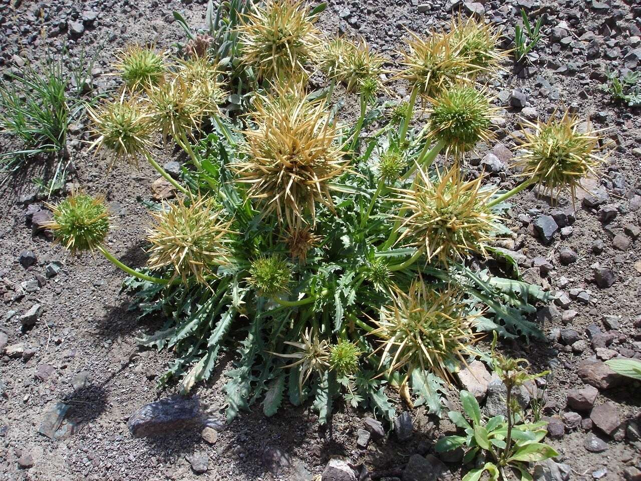 Image of Calycera herbacea Cav.