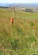 Image of Red hot poker