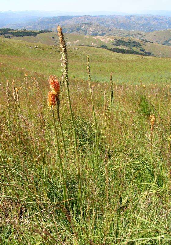 Image of Red hot poker