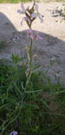 Image of Matthiola longipetala subsp. livida (Delile) Maire