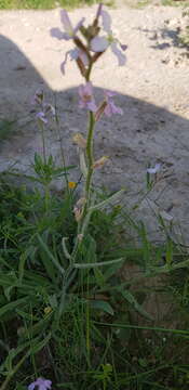 Image of Matthiola longipetala subsp. livida (Delile) Maire