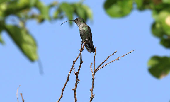 Image of Vervain Hummingbird