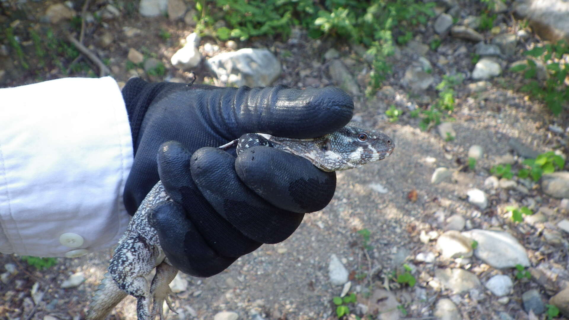 Image of Balsas Armed Lizard