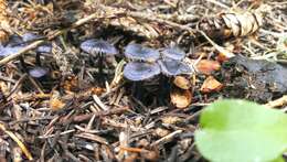 Image of Entoloma chytrophilum Wölfel, Noordel. & Dähncke 2001