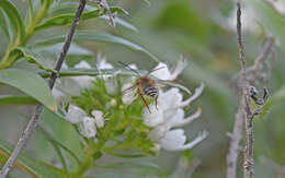 Image of Eucera gracilipes Pérez 1895