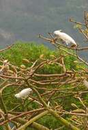 Image of Lesser Sulphur-crested Cockatoo