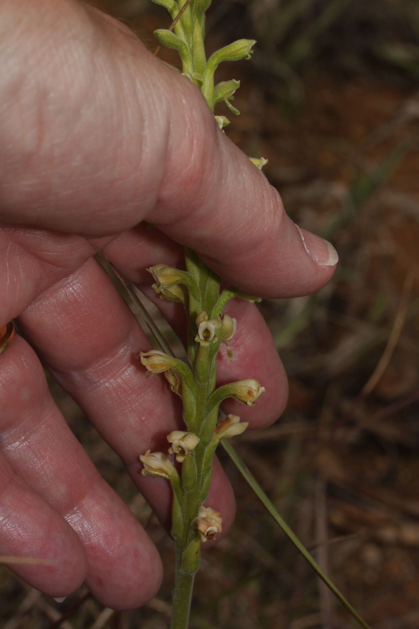 Plancia ëd Stenoptera peruviana C. Presl