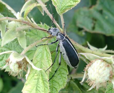 Image of Margined Blister Beetle