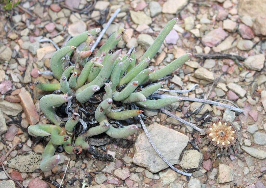 Cephalophyllum subulatoides (Haw.) N. E. Br. resmi